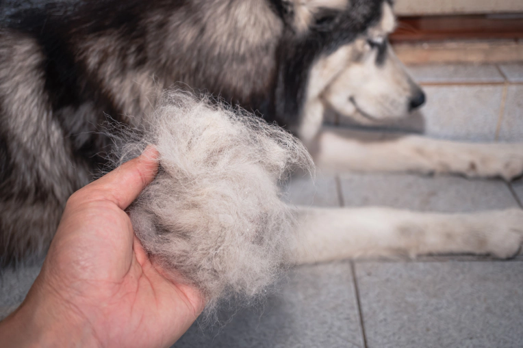 De Shedding Treatments