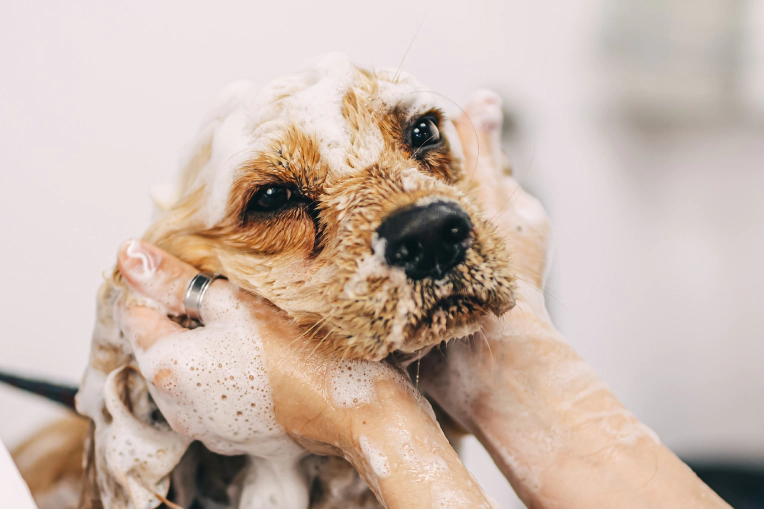Dog Bath Service