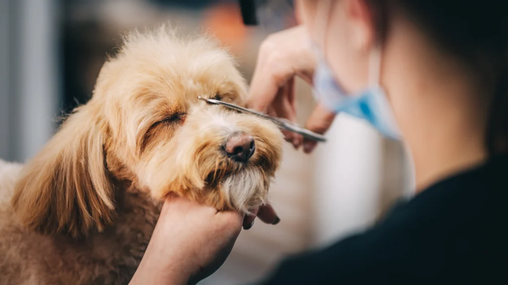 Dog Groomers (11) Dog Groomers (11)