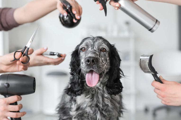 Full Service Grooming for Dogs