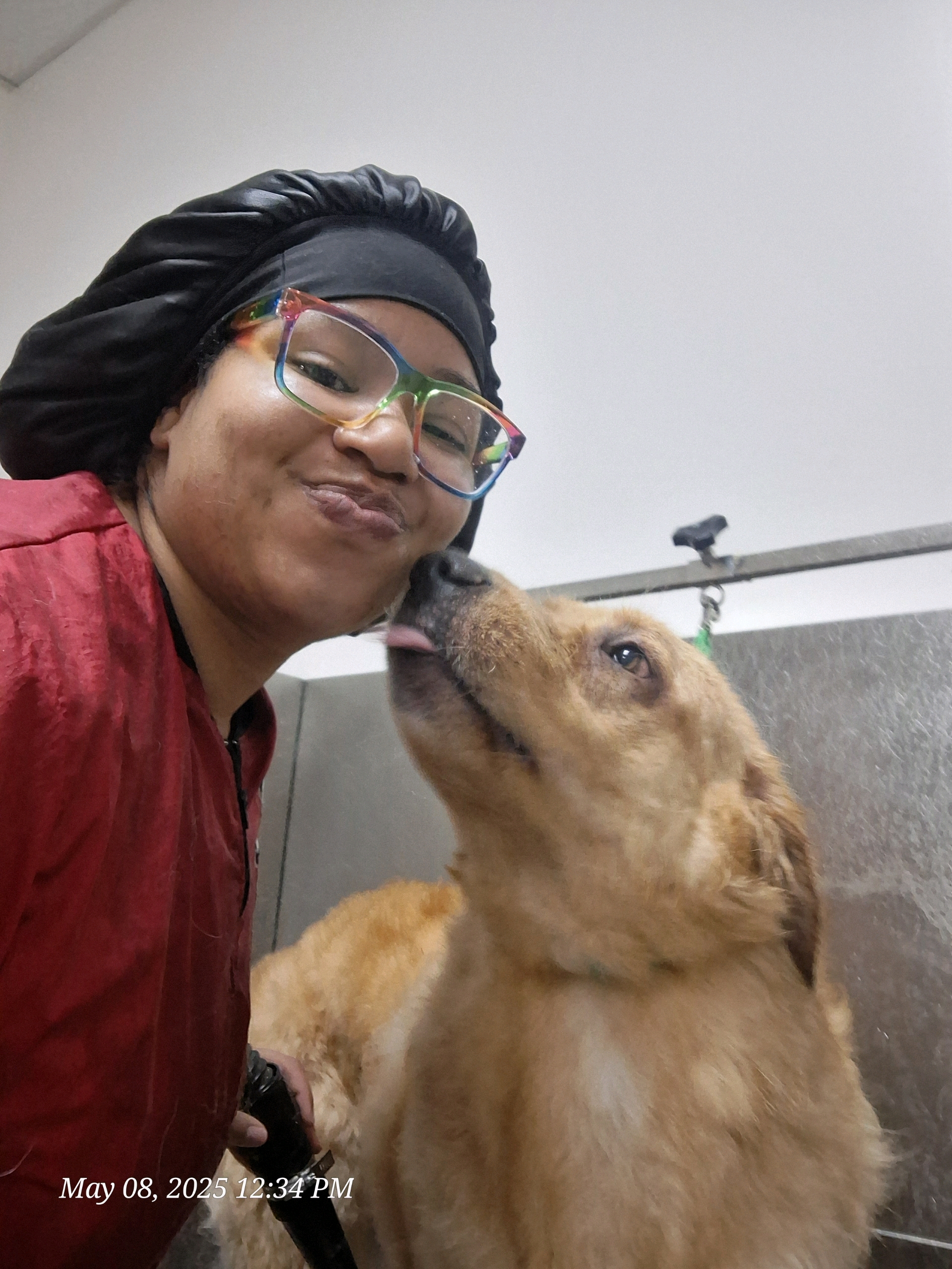 dog grooming brandon, fl