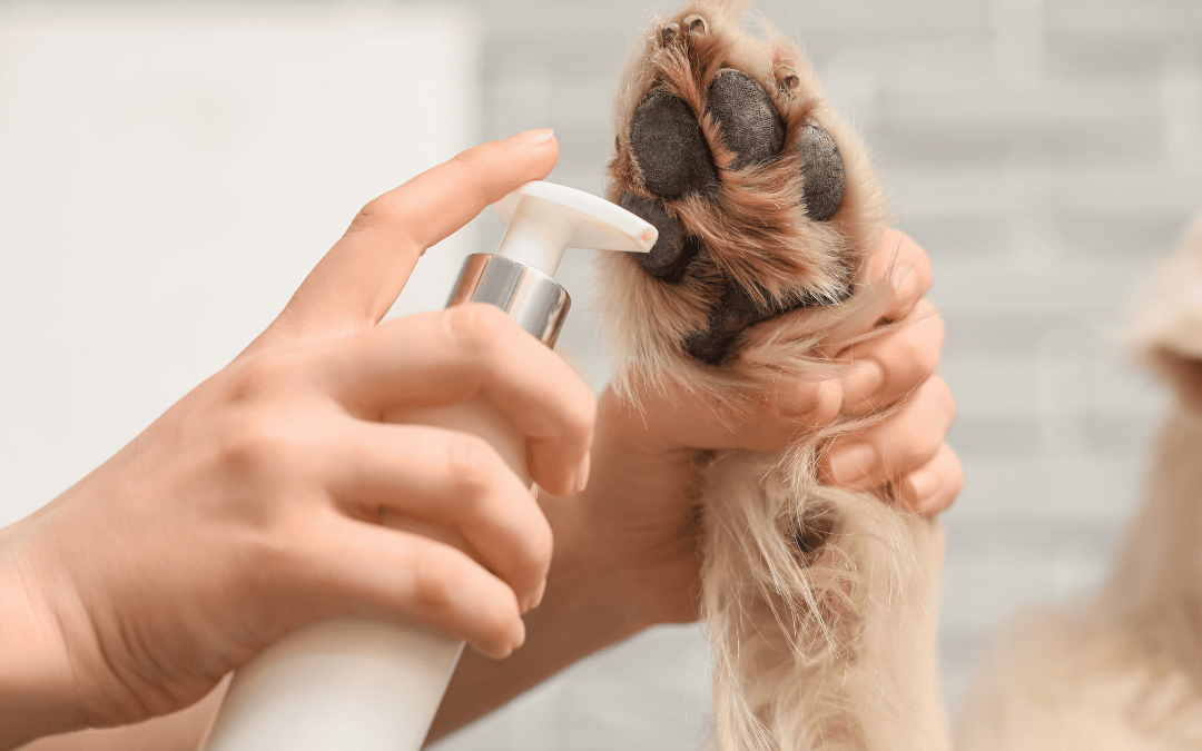 Full Service Grooming for Dogs dog grooming at home