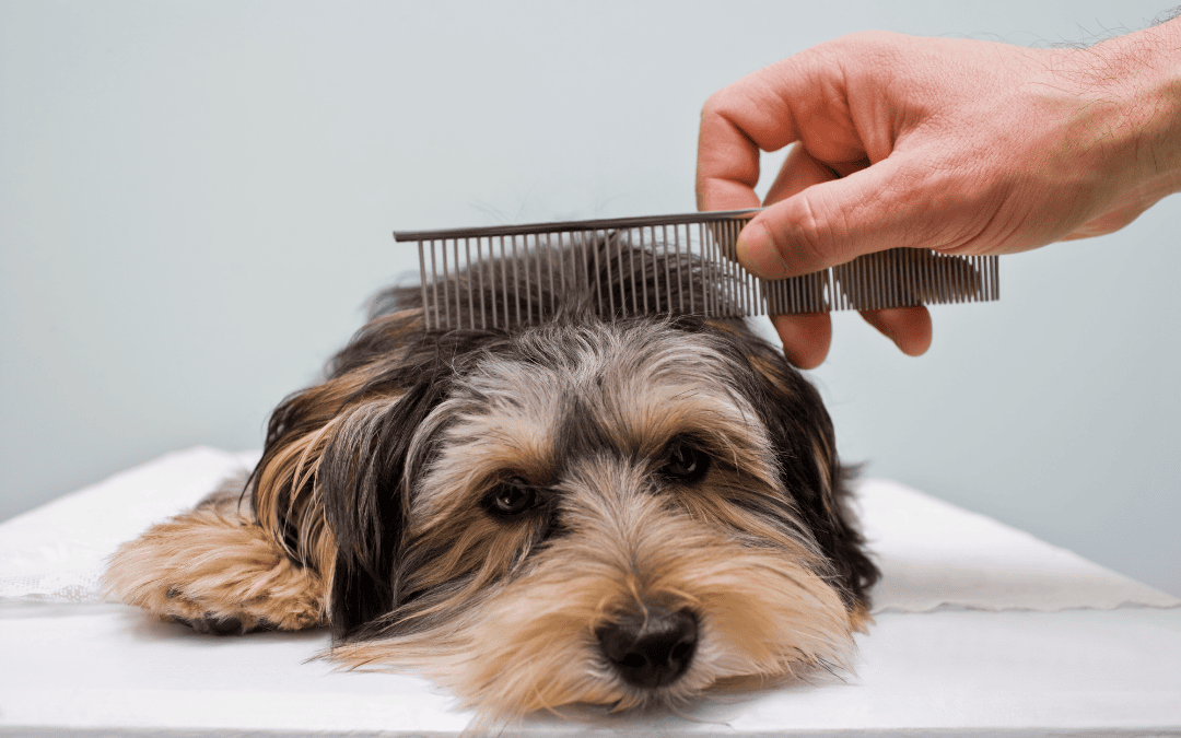 dog mini grooming