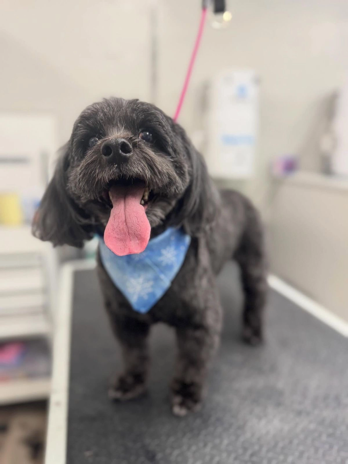 A black Shih Tzu with a blue snowflake bandana stands on a grooming table, panting with its tongue out.