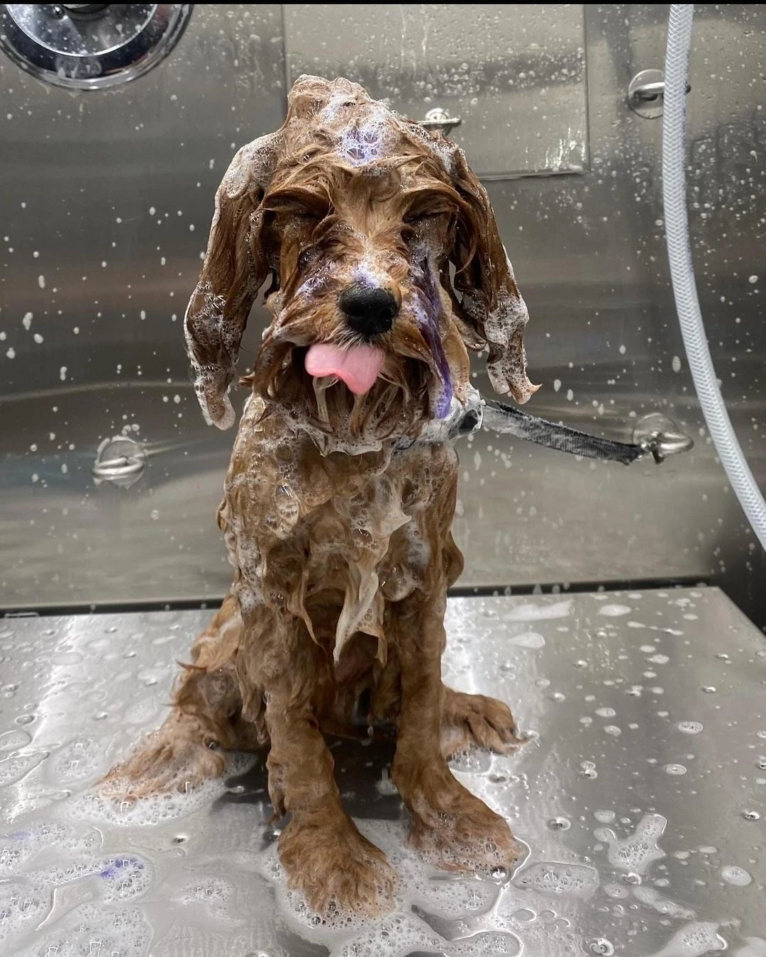 A wet brown dog with soap on its head and body, sticking out its pink tongue during a bath at a grooming salon.